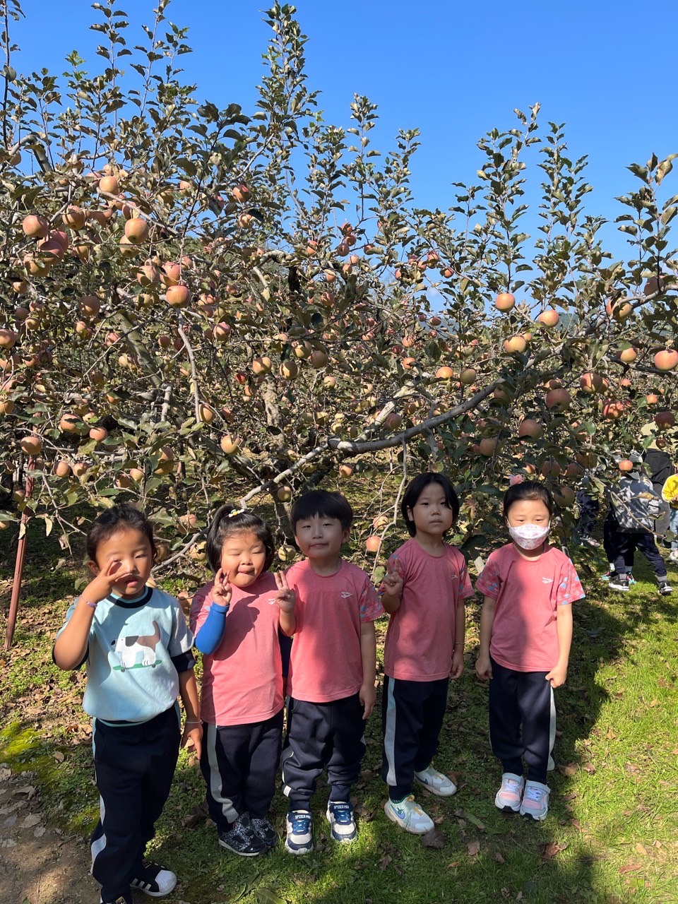 2023년 10월 사과 및 고구마 수확체험 사진